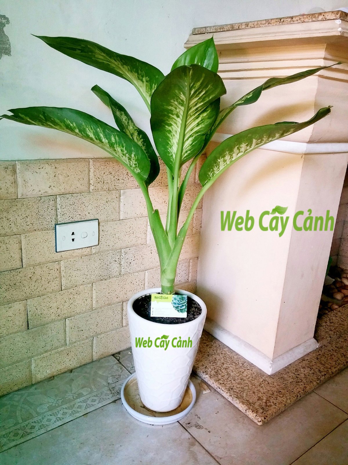 Cây Vạn Niên Thanh 3