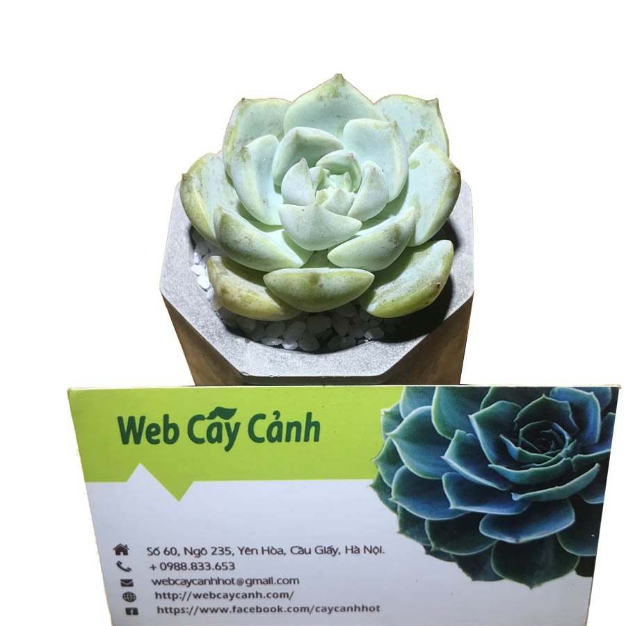 Chậu xi măng mini