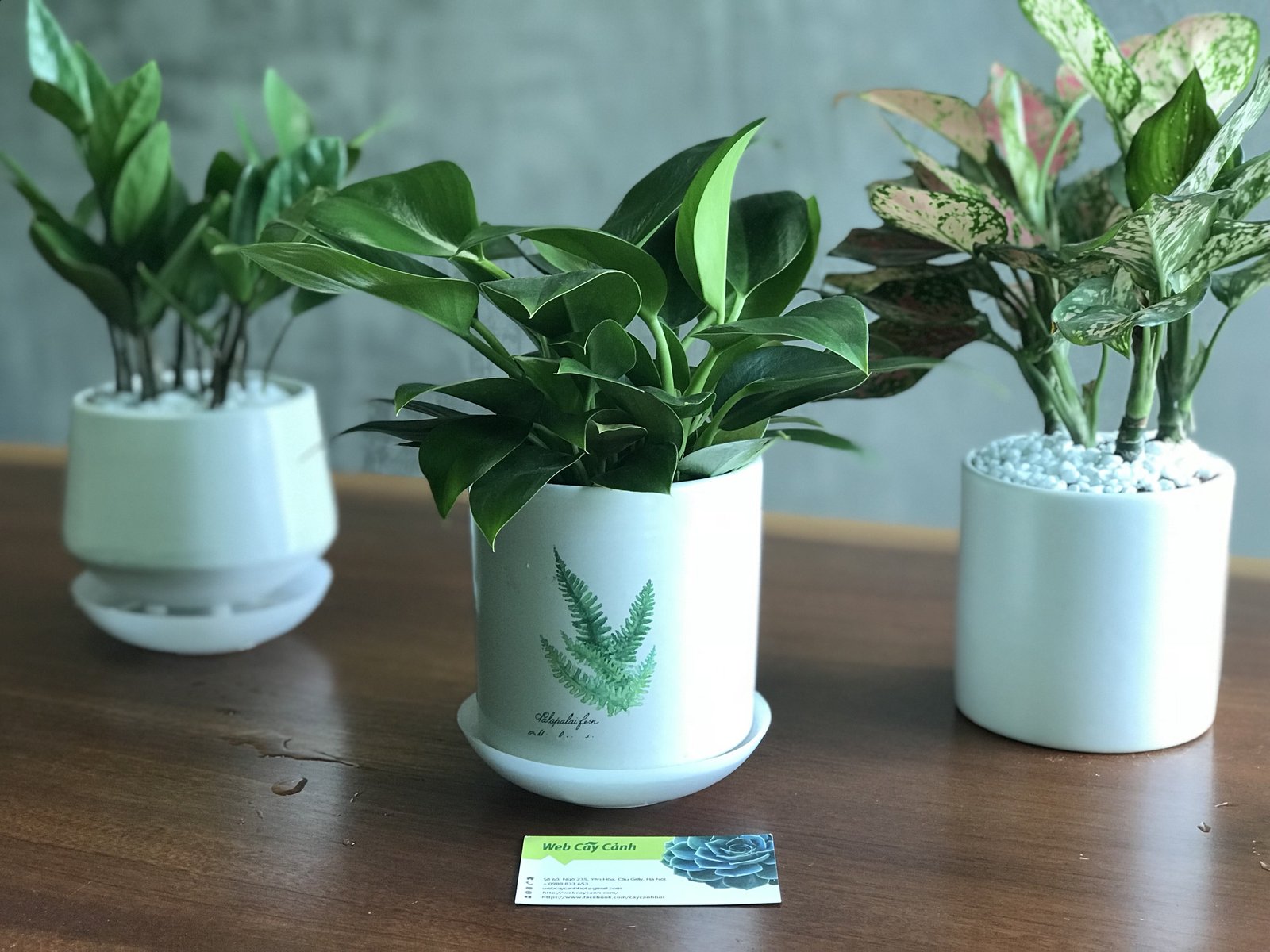 Bộ Đĩa Tự Tưới