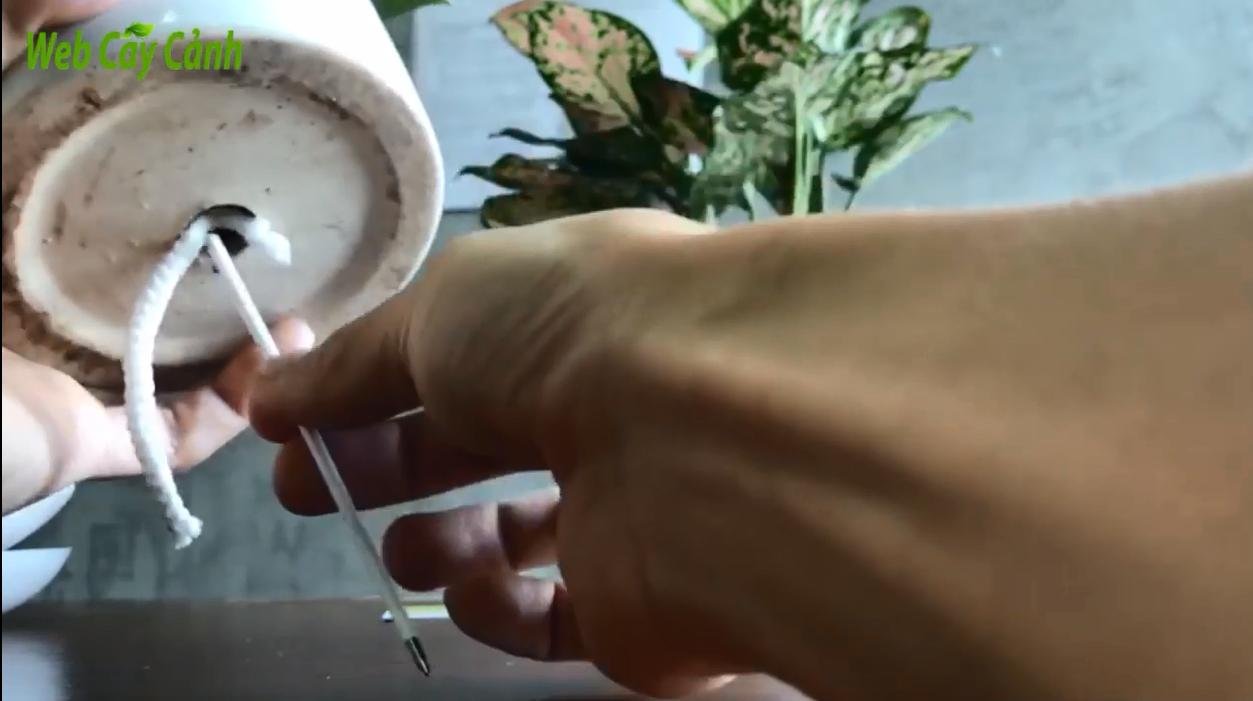 Bộ Đĩa Tự Tưới 3