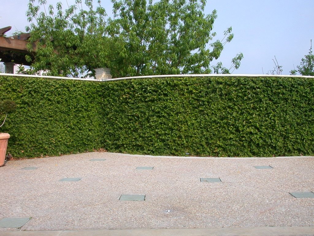Cây vẩy ốc 3