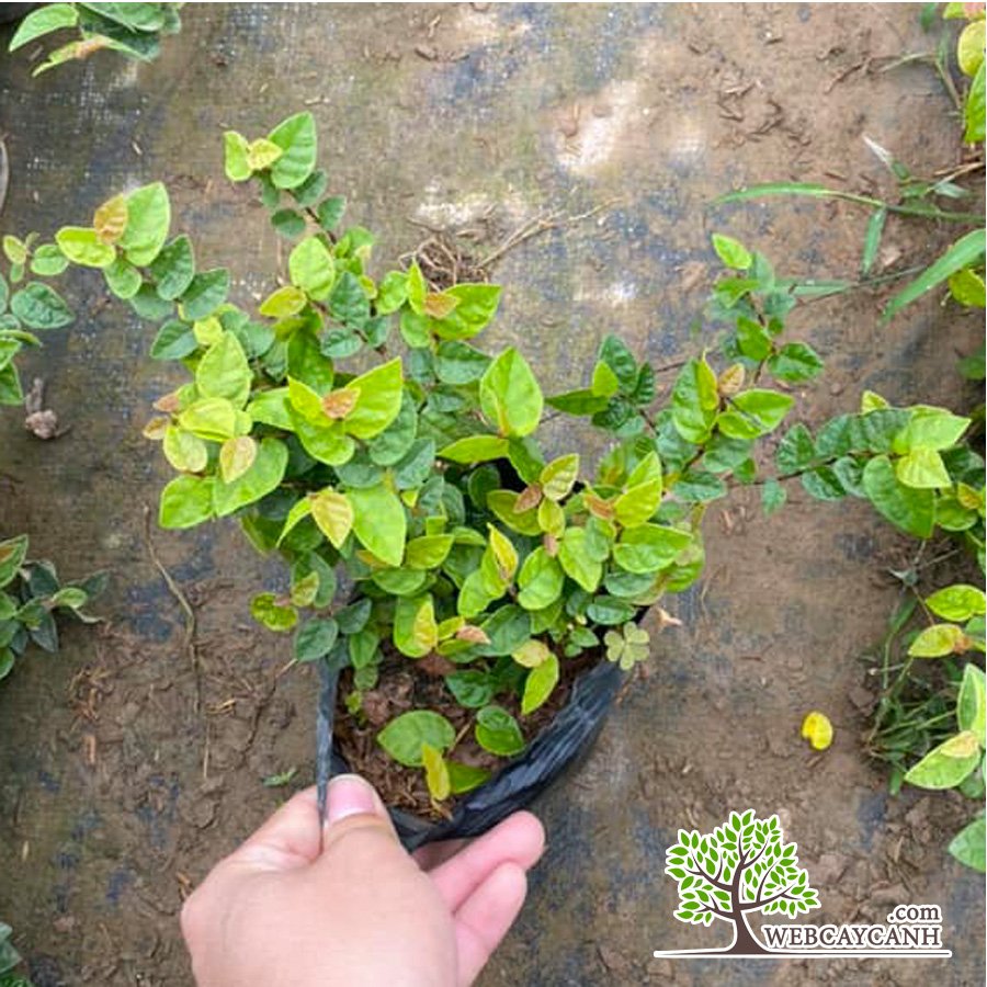 Cây vẩy ốc