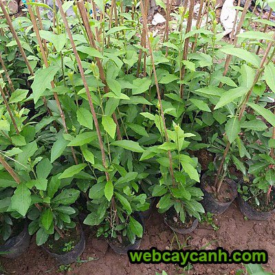 Cây Cúc Tần Ấn Độ 2