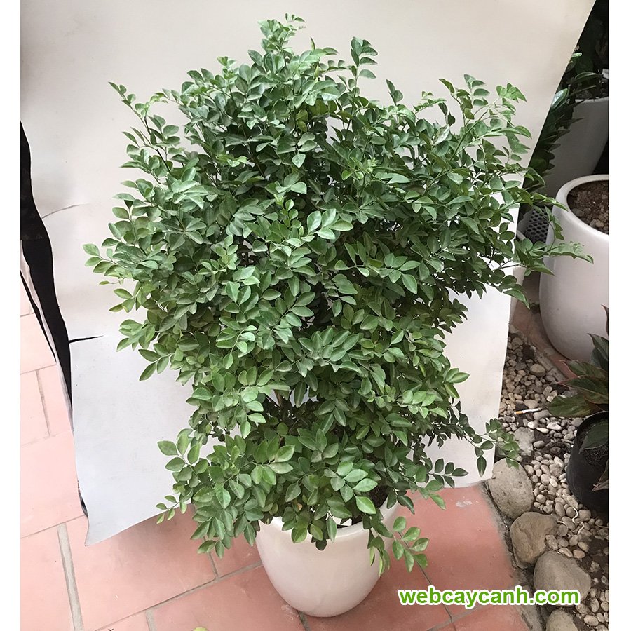 Cây Hoa Nguyệt Quế 3