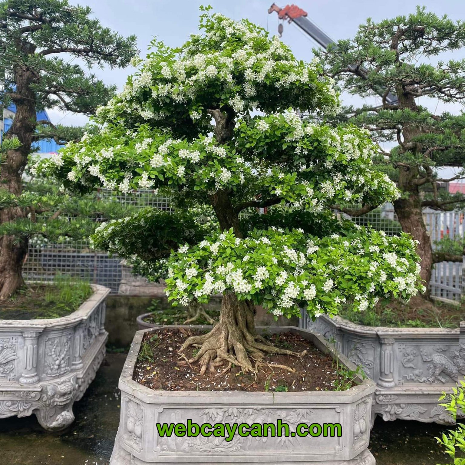 Cây Hoa Nguyệt Quế 2
