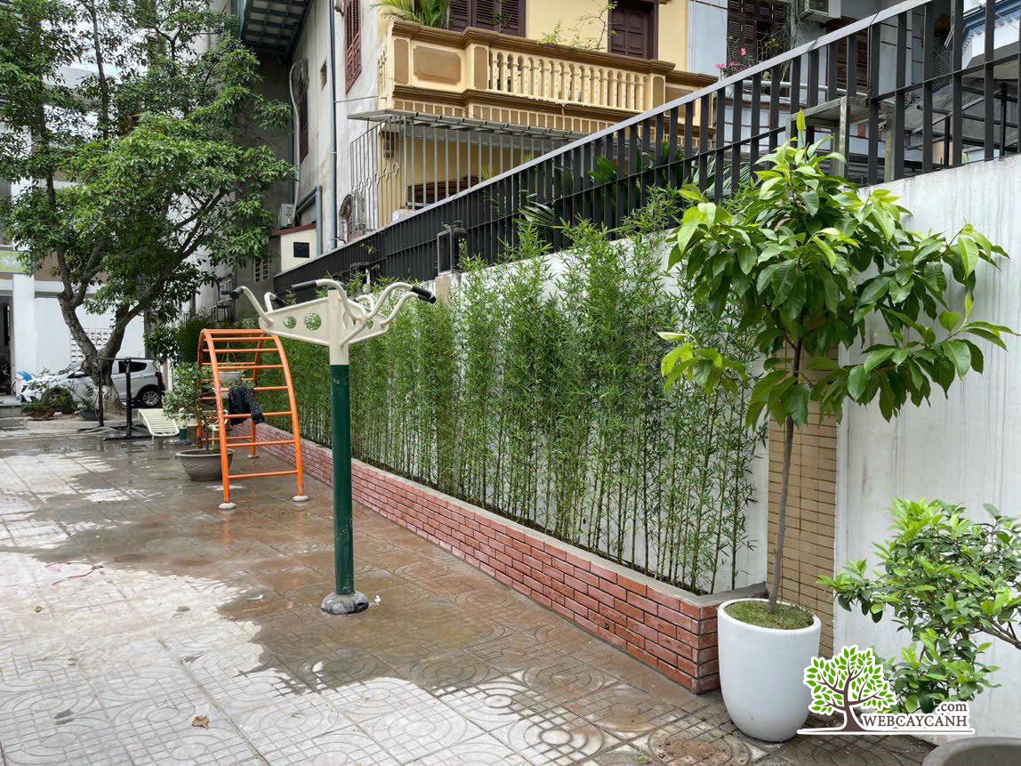 Cây Trúc Quân Tử 3