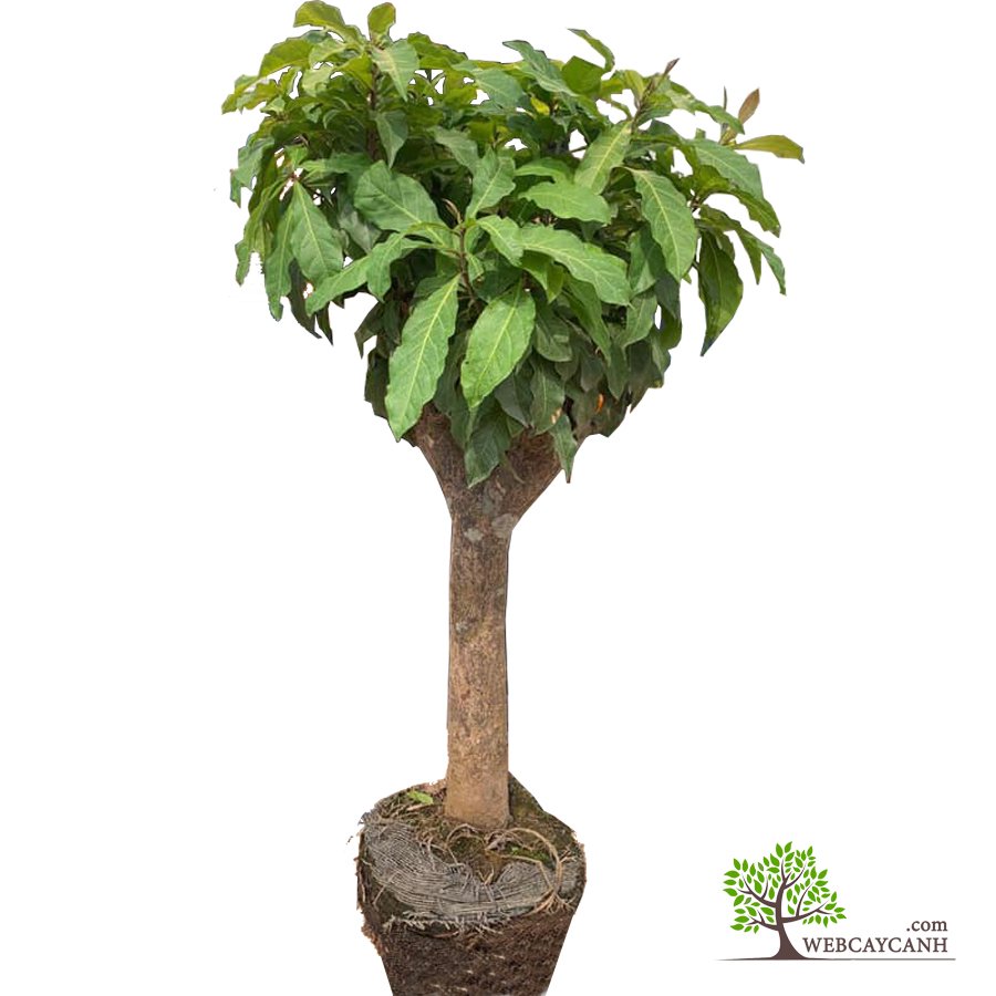 Cây Lộc Vừng