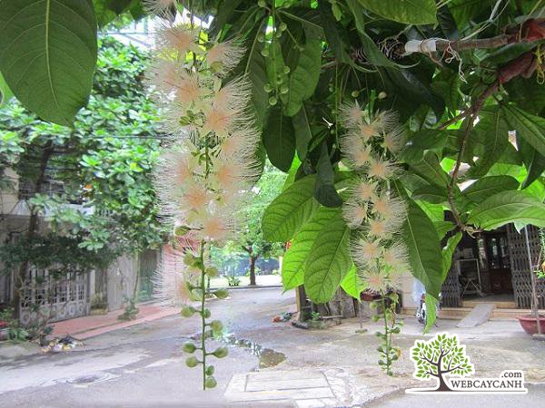 Cây Lộc Vừng 3
