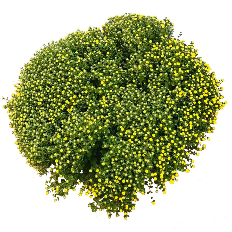 Cây Cúc Mâm Xôi