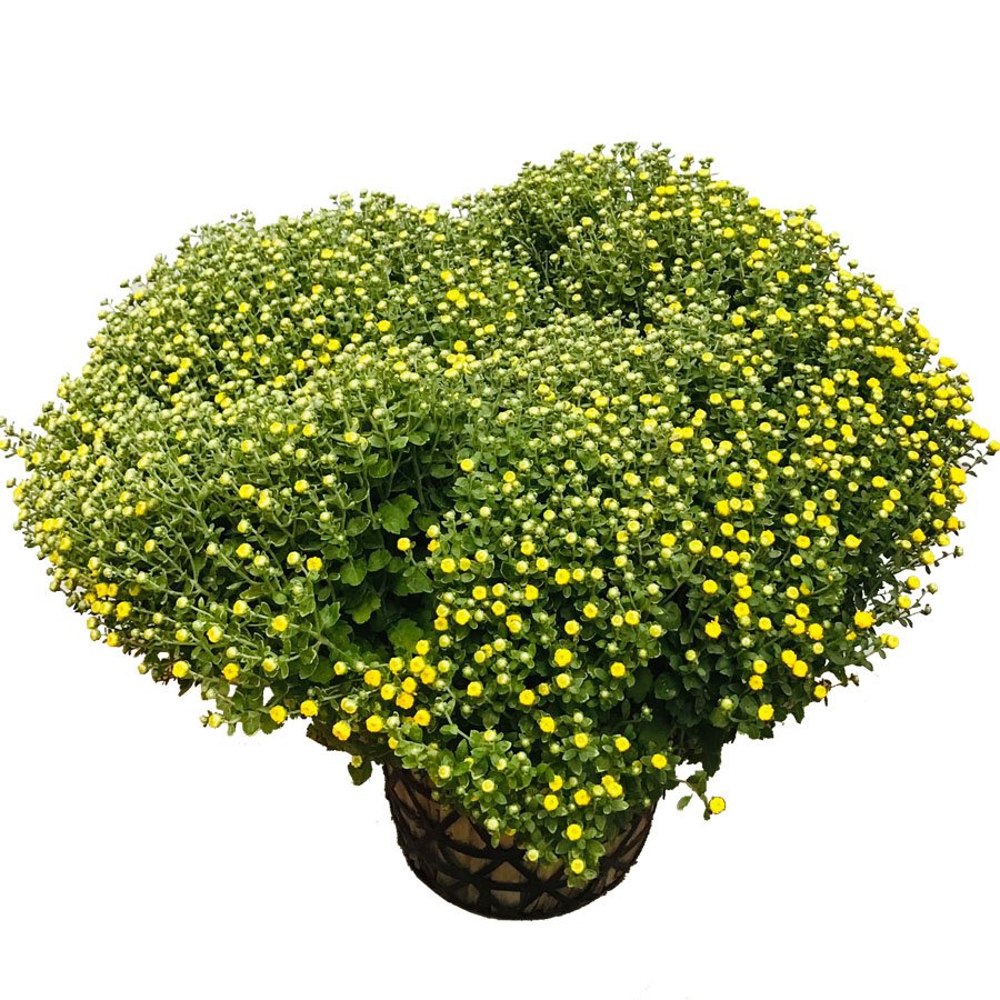 Cây Cúc Mâm Xôi 2