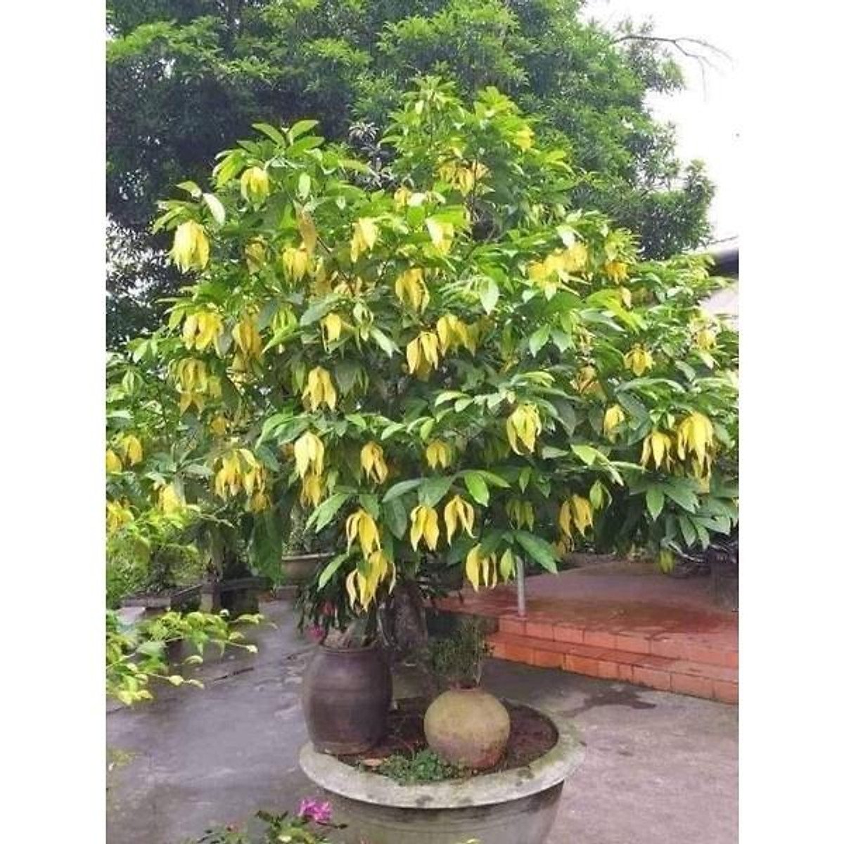 Cây Hoa Dẻ Vàng 2
