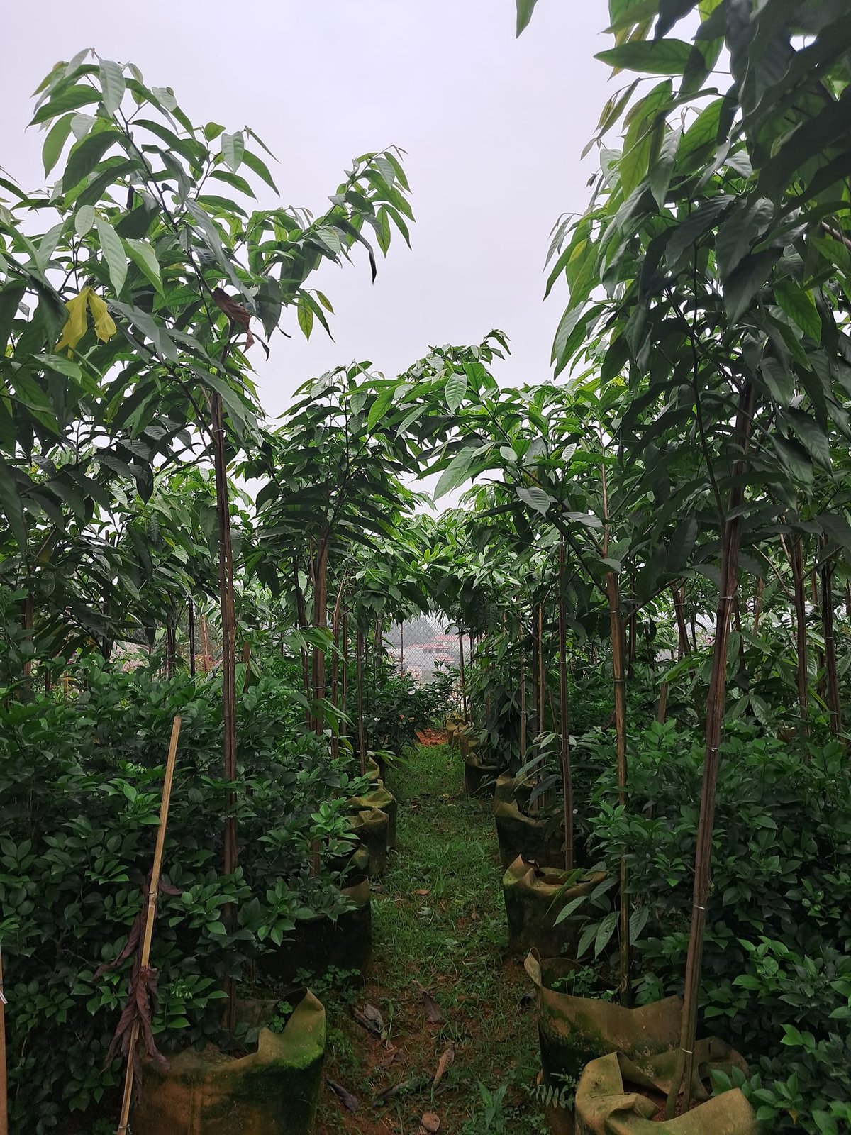 Cây Hoa Dẻ Vàng 3