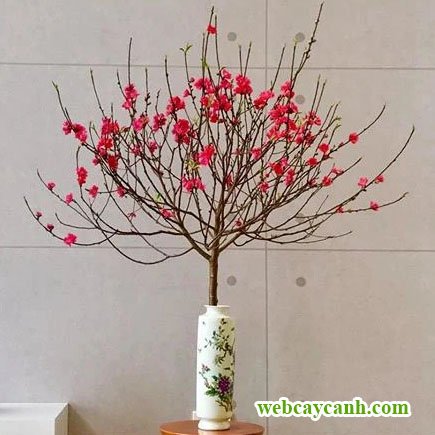 Cành đào nhỏ