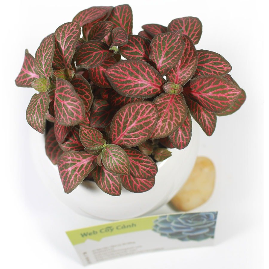 Cây Cẩm Nhung Fittonia 2