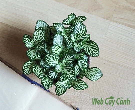 Cây Cẩm Nhung Fittonia