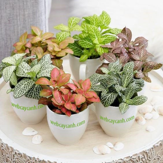 Cây Cẩm Nhung Fittonia 3