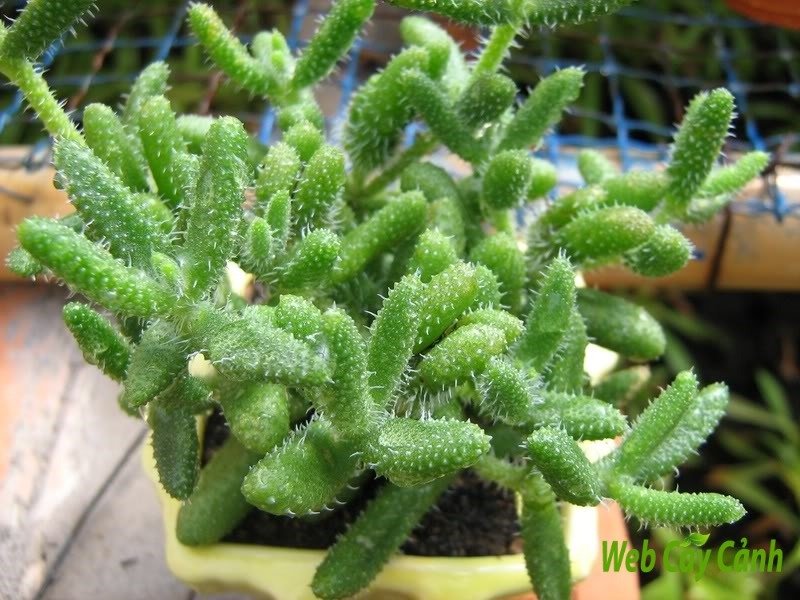 Sen Đá Mặt Nạ 2