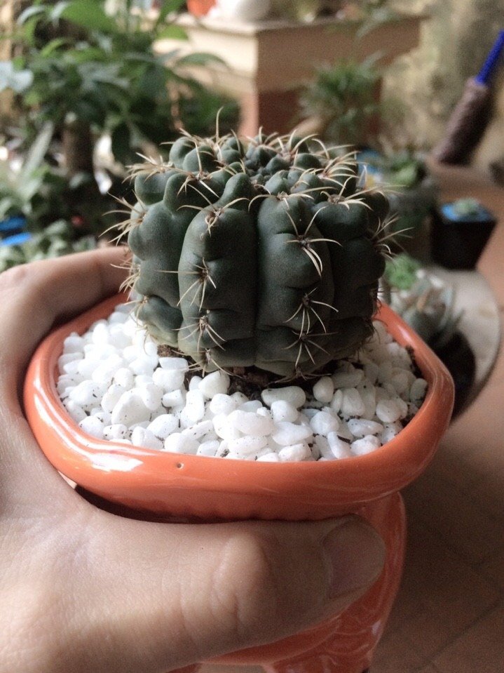 Xương Rồng Thần Long