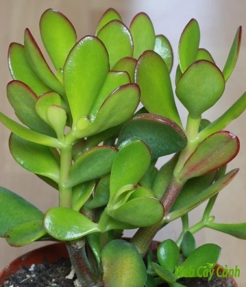Sen Đá Thạch Bích Cánh Bướm