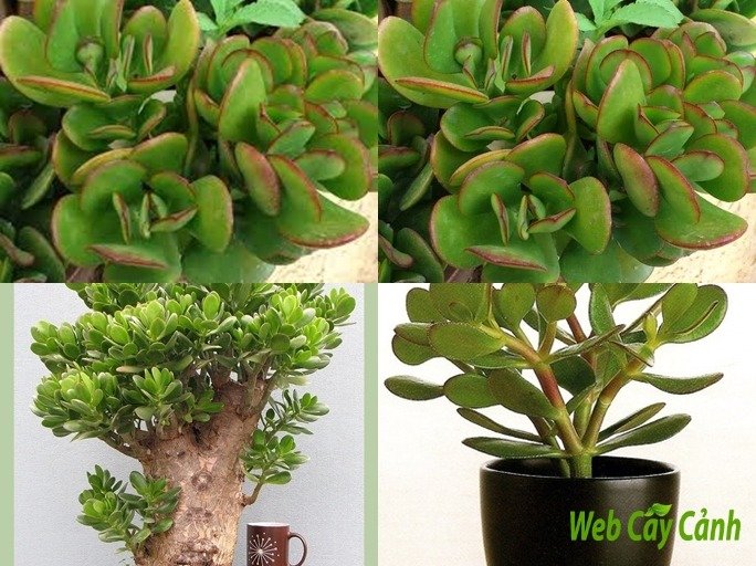 Sen Đá Thạch Bích Cánh Bướm 2