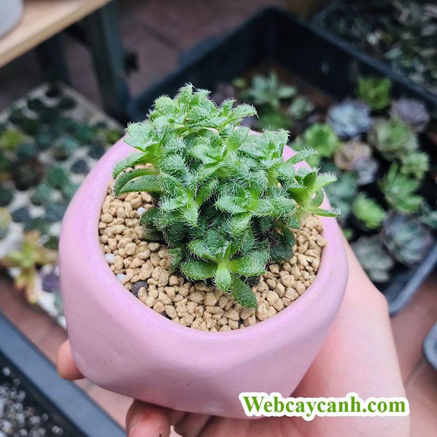 Sen Đá Sedum Lông