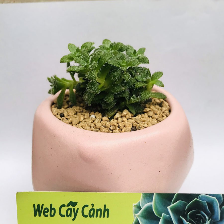 Sen Đá Sedum Lông 3
