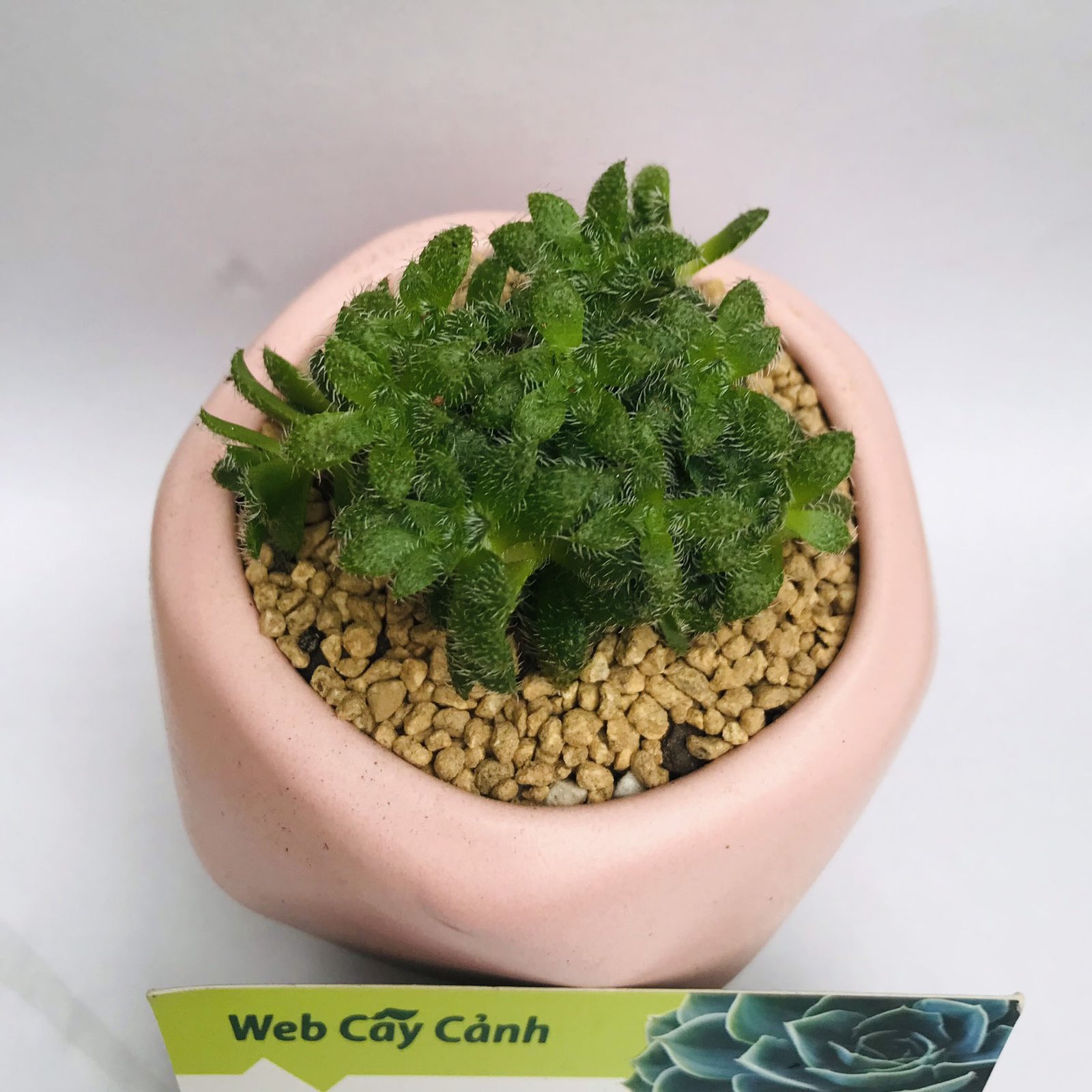 Sen Đá Sedum Lông 2