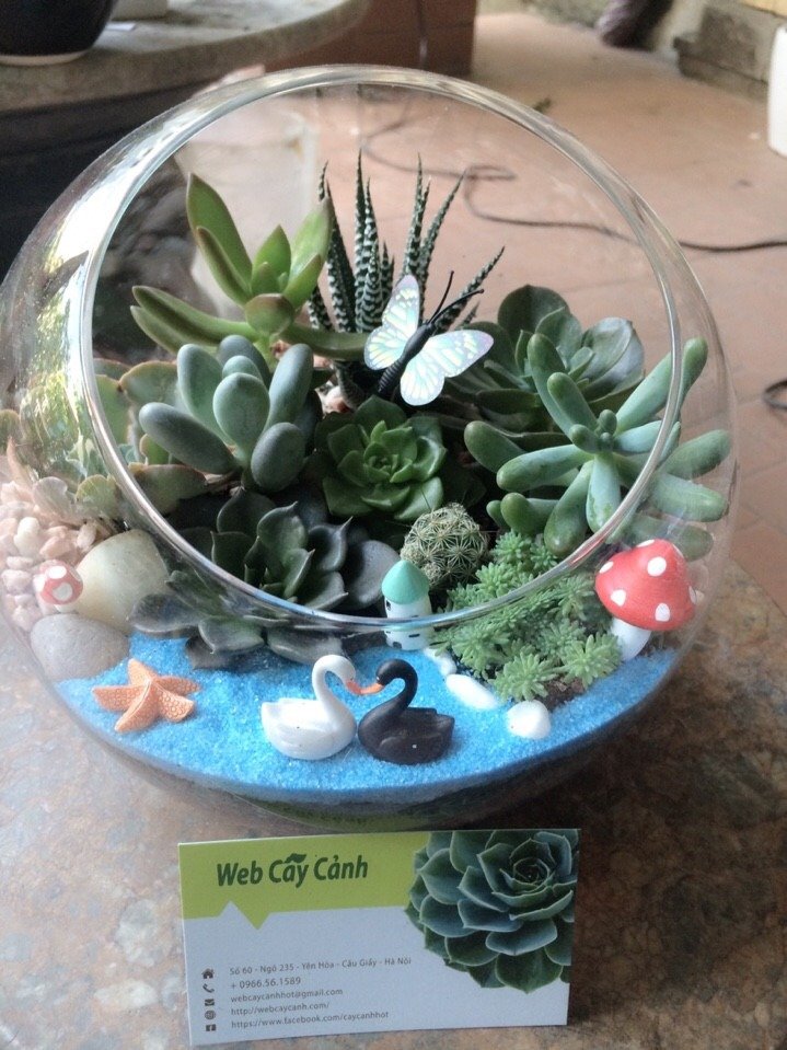 Terrarium 10 Cây Sen Đá