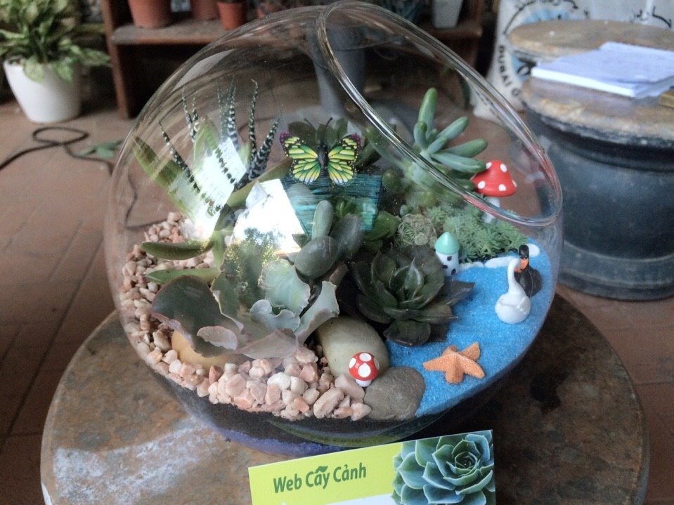 Terrarium 10 Cây Sen Đá 3