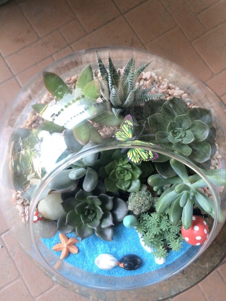Terrarium 10 Cây Sen Đá 2