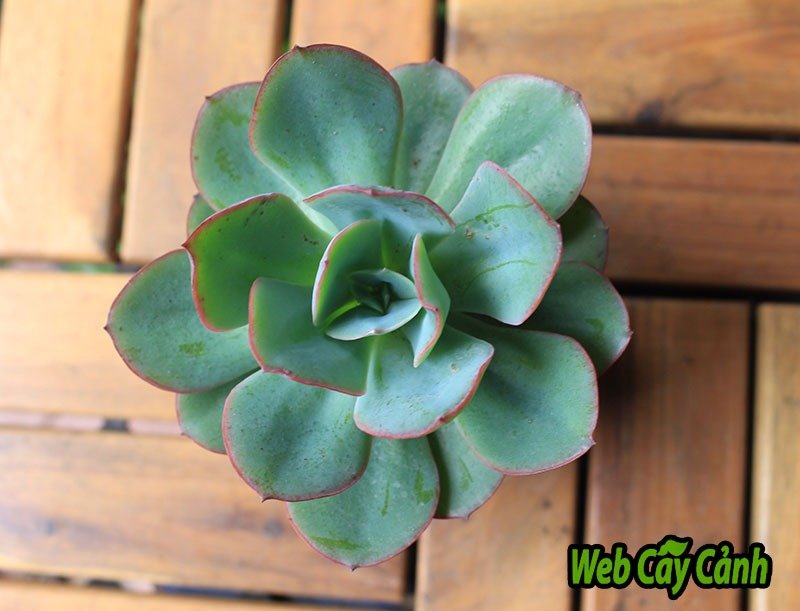 Sen Đá Bèo Viền Hồng 3