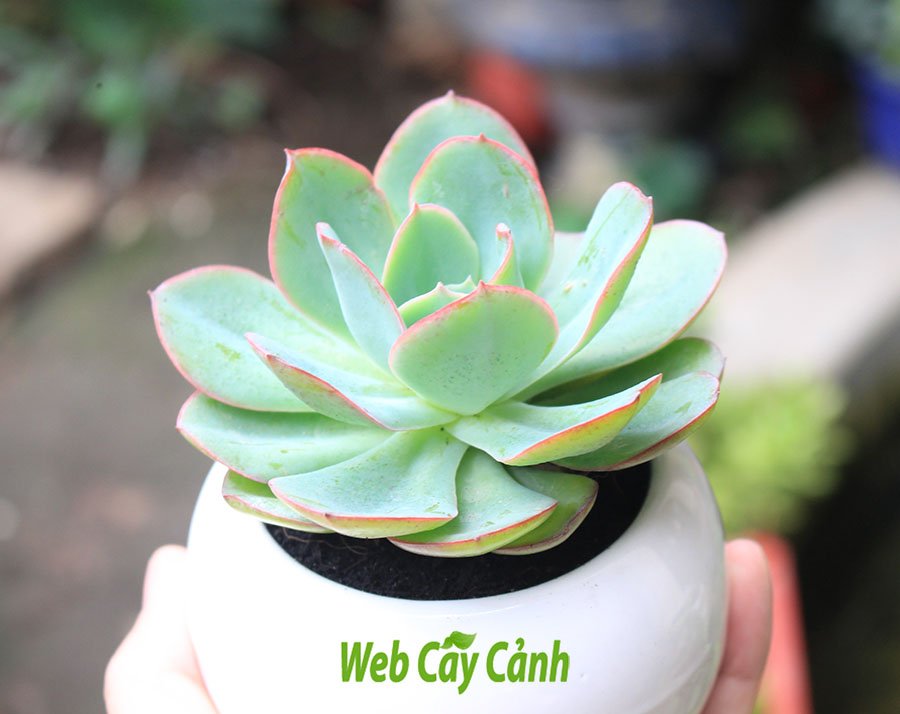 Sen Đá Bèo Viền Hồng