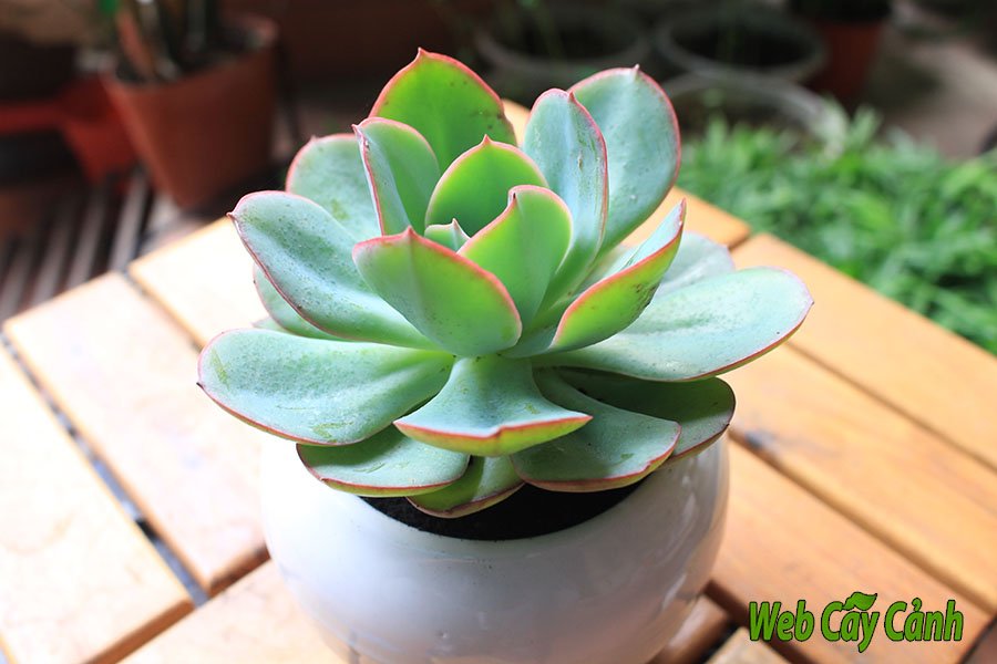Sen Đá Bèo Viền Hồng 2