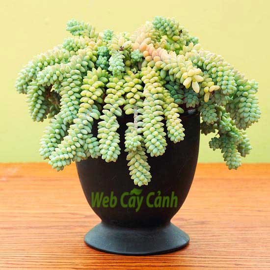 Sen Đá Chuỗi Ngọc Bi 3
