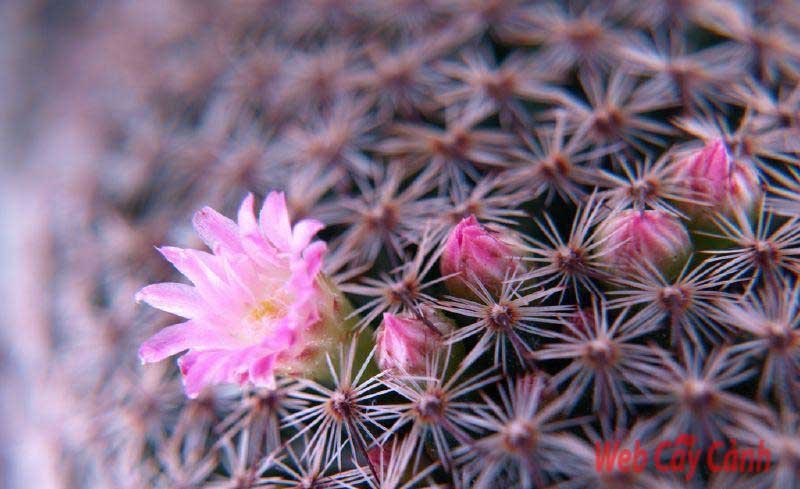 Xương Rồng Trứng Chim 3
