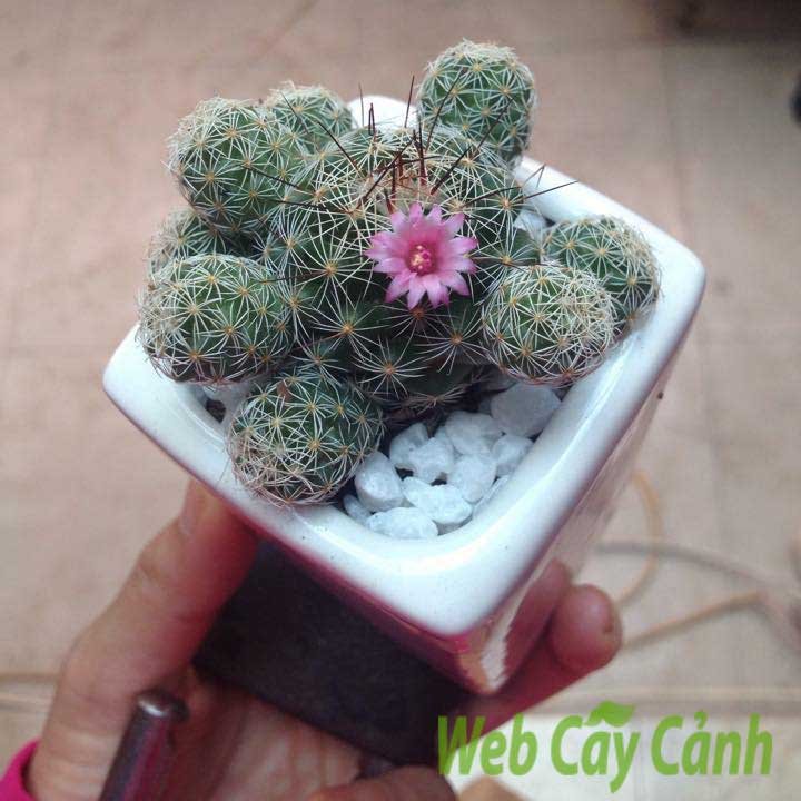 Xương Rồng Trứng Chim