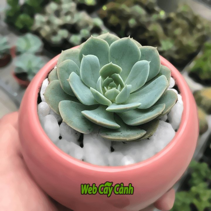 Cây Sen Đá Đất Trắng 2