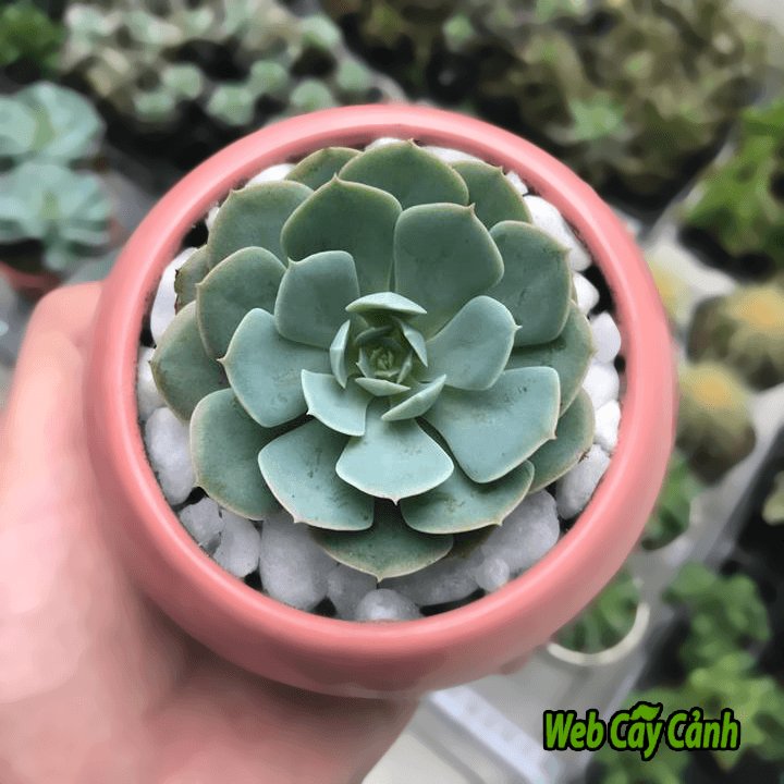 Cây Sen Đá Đất Trắng