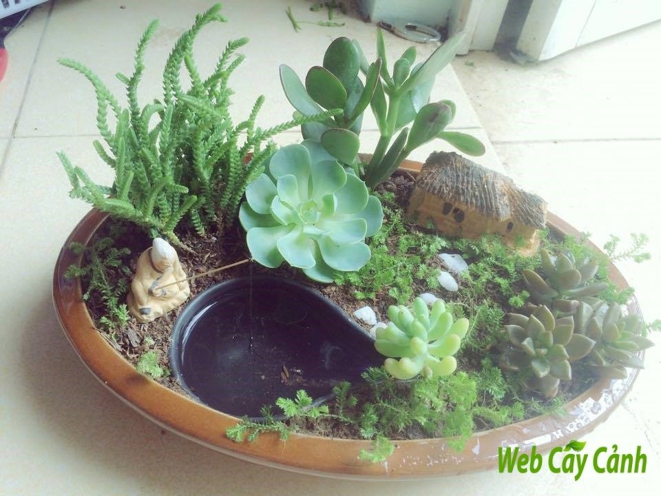Tiểu Cảnh Sen Đá Điền Viên