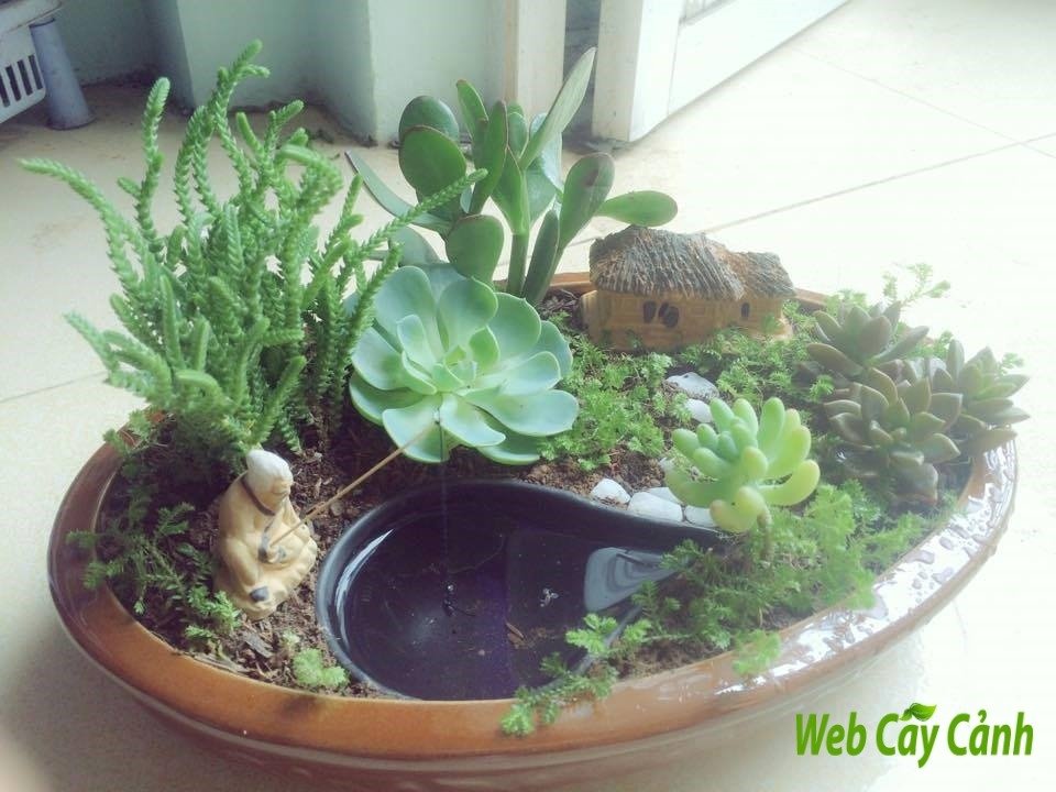 Tiểu Cảnh Sen Đá Điền Viên 3