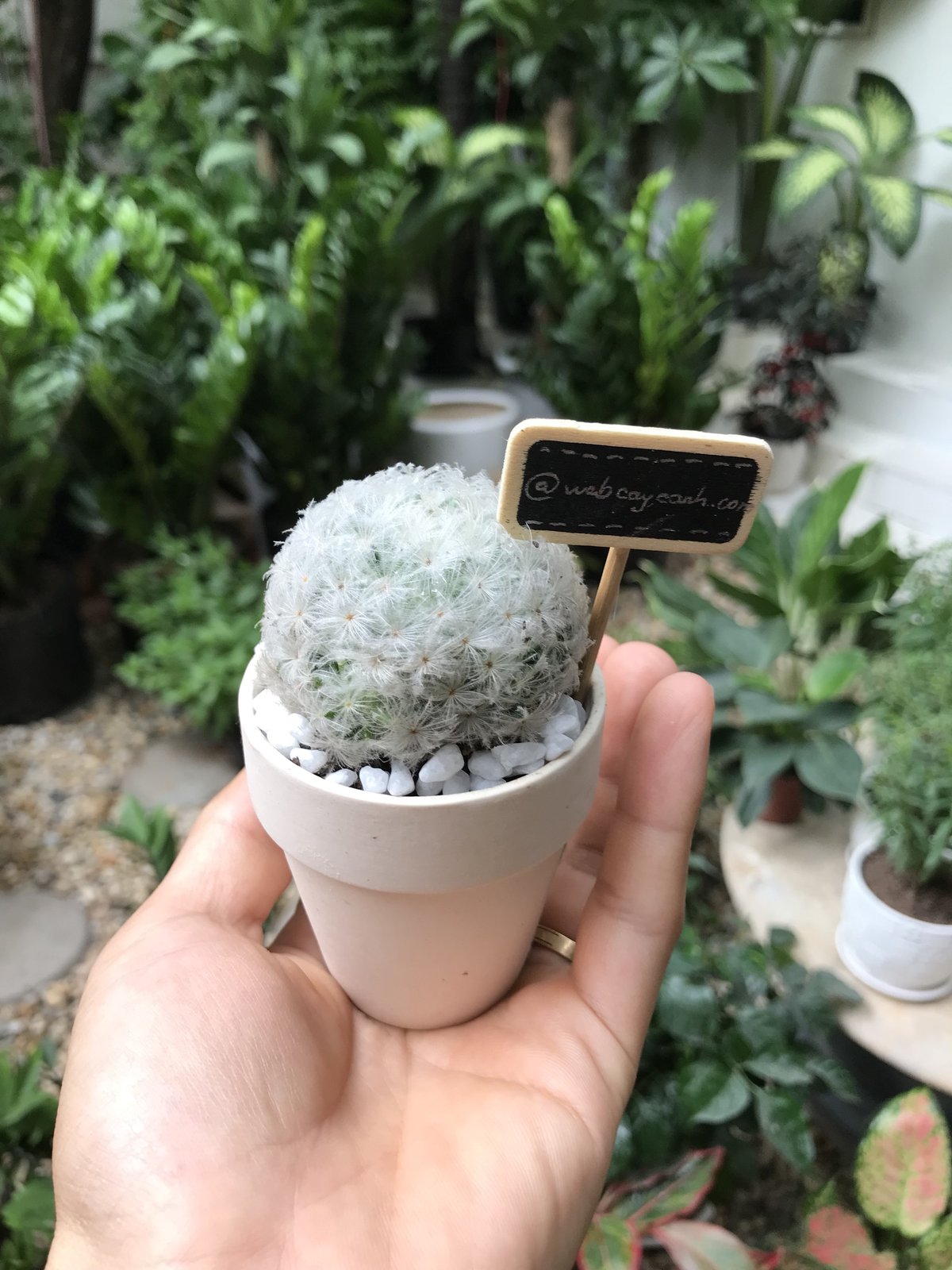 Cây Xương Rồng Bông Gòn