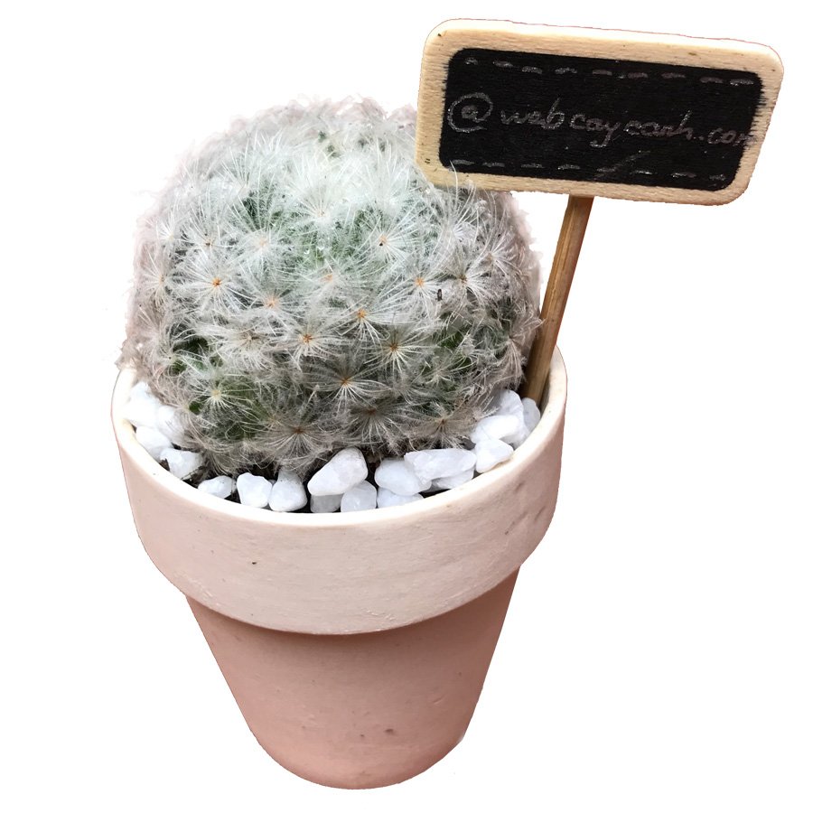 Cây Xương Rồng Bông Gòn 3