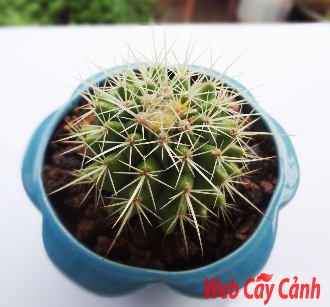 Xương rồng kim hổ