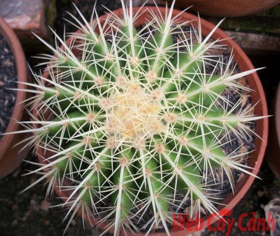 Xương rồng kim hổ 2