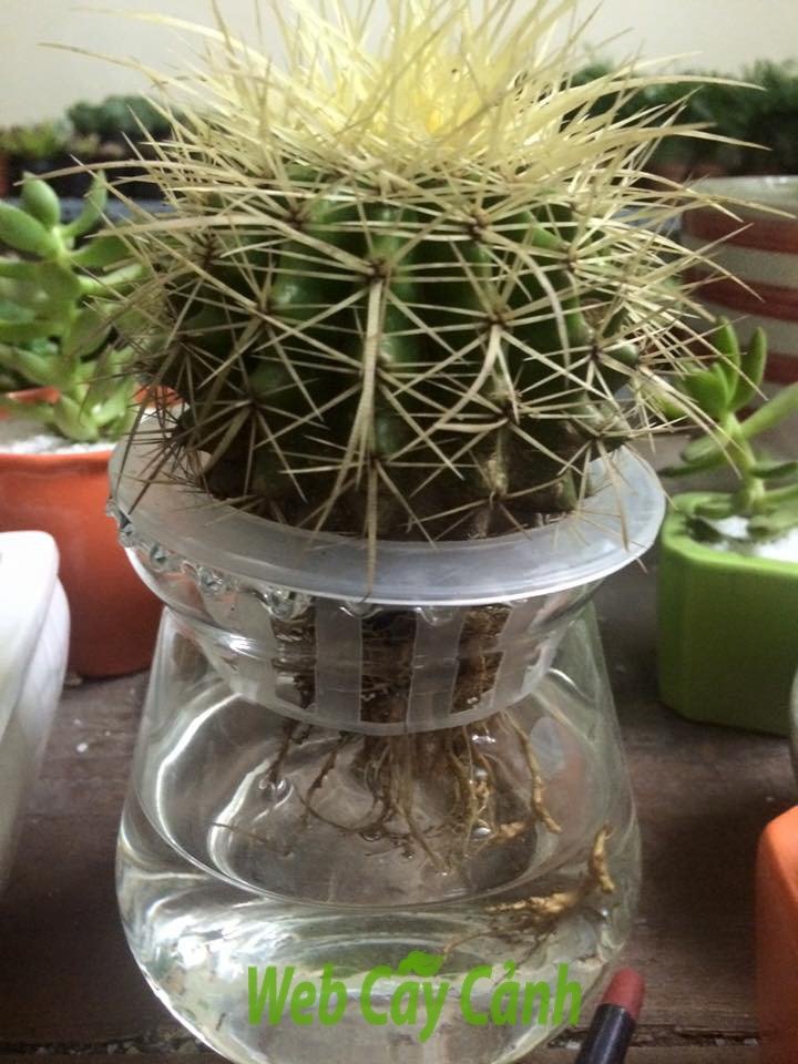 Xương Rồng Kim Hổ Thủy Sinh
