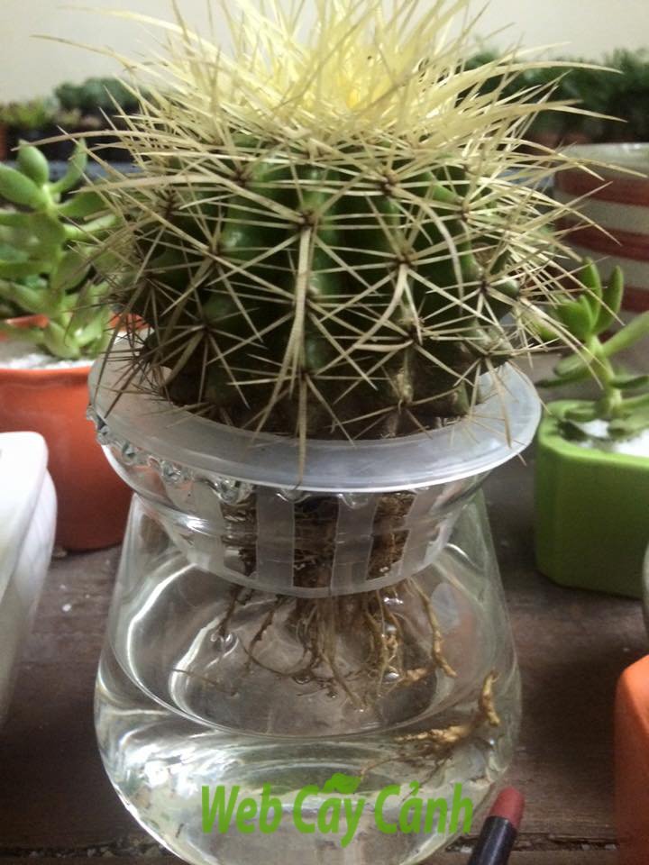 Xương Rồng Kim Hổ Thủy Sinh 3