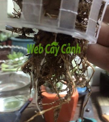 Xương Rồng Kim Hổ Thủy Sinh 2