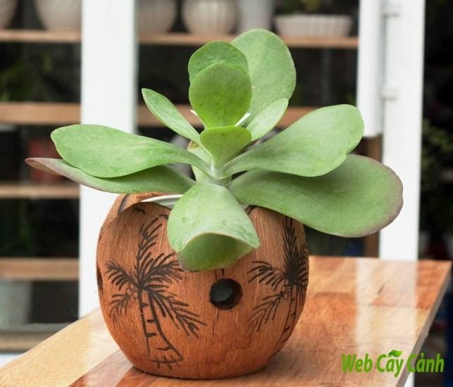 Sen Đá Cánh Bướm