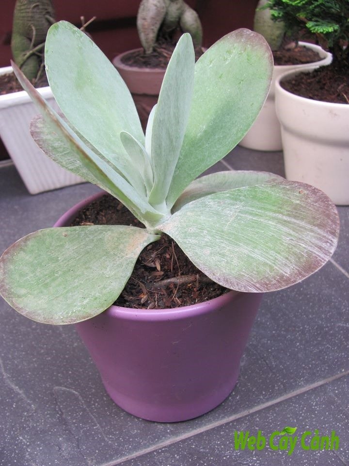 Sen Đá Cánh Bướm 2