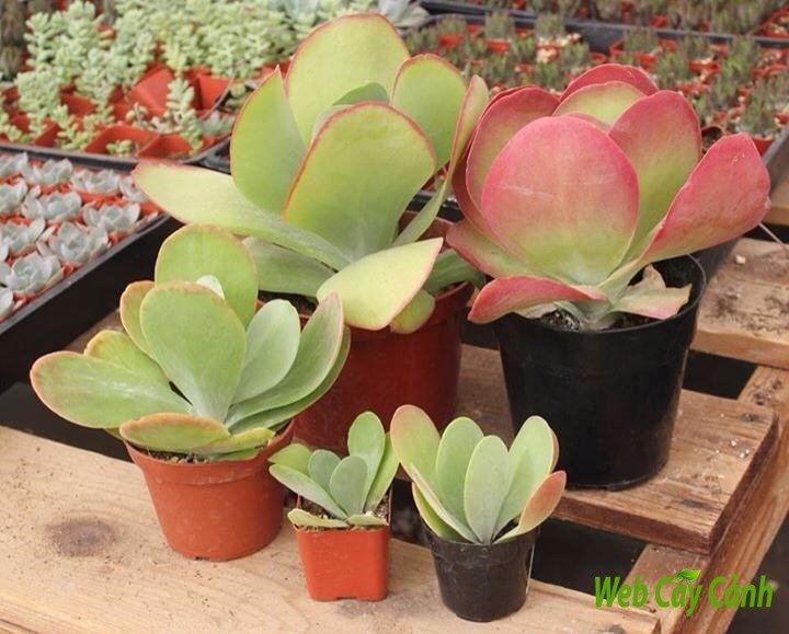 Sen Đá Cánh Bướm 3